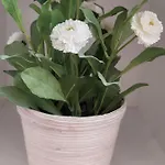 Antony * Miholascica